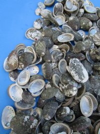 Beautiful Abalone Shells in Bulk 1 to 2 inches -Case: 10 kilos @ $9.00 a kilo ; 2  <font color=red> Wholesale Cases</font> @ $6.30 a kilo