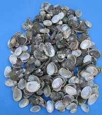 Small Beautiful Abalone Shells, 1 to 2 inches - $10.99 a kilo (2.2 pounds)
