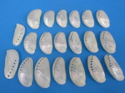2-1/2 to 3 inches Pearl Donkey Ear Abalone Shells <font color=red> Wholesale</font> - 1000 @ .25 each