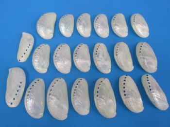 Pearl Donkey Ear Abalone Shells 2-1/2 to 3 inches  - 100 @ .40 each