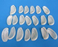 Pearl Donkey Ear Abalone Shells 2-1/2 to 3 inches  - 100 @ .56 each