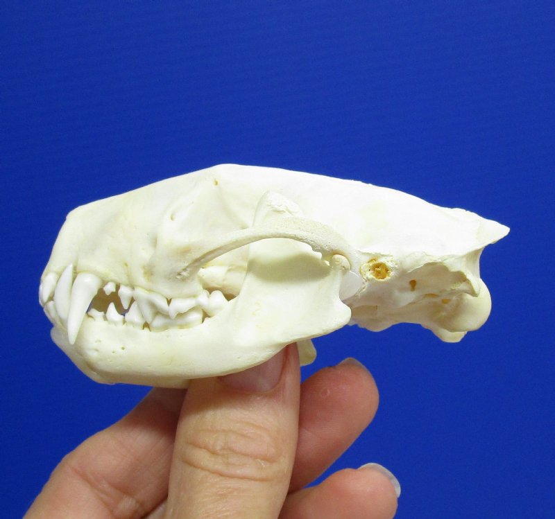 31/4 by 13/4 inches North American Skunk Skull for Sale