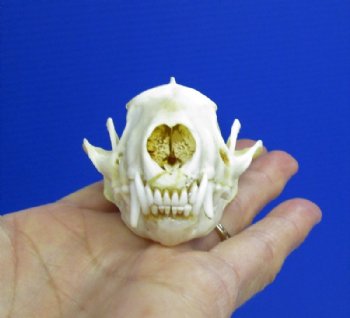 3-1/8 by 1-7/8 inches Genuine American Skunk Skull for Sale - You are buying this one for  $27.99