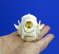 3-1/8 by 1-7/8 inches Genuine American Skunk Skull for Sale - You are buying this one for <font color=red>$27.99</font> (Plus $5.50 First Class Mail)