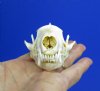 3-1/8 by 1-7/8 inches Genuine American Skunk Skull for Sale - You are buying this one for <font color=red>$27.99</font> (Plus $7.50 First Class Mail)