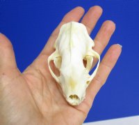 3-1/8 by 1-7/8 inches Genuine American Skunk Skull for Sale - You are buying this one for <font color=red>$27.99</font> (Plus $5.50 First Class Mail)