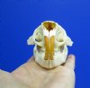 3-5/8 by 2-3/8 inches American Porcupine Skull for Sale (pin hole in skull) - You are buying this one for <font color=red> $34.99</font> Plus $7.50 1st Class Mail