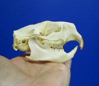 3-5/8 by 2-3/8 inches American Porcupine Skull (pin hole in skull) for $34.99