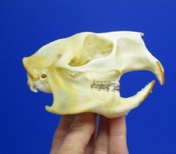 4 by 2-1/2 inches Authentic North American Porcupine Skull for $42.99