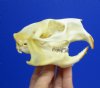4 by 2-1/2 inches Authentic North American Porcupine Skull for Sale - You are buying this one for<font color=red> $42.99</font> Plus $8.50 1st Class Mail