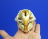 3-7/8 by 2-5/8 inches American Porcupine Skull for Sale - You are buying this one for <font color=red>$42.99</font> Plus $7.50 1st Class Mail