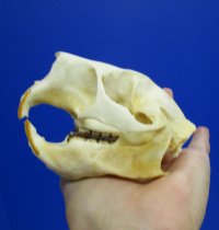 3-7/8 by 2-5/8 inches American Porcupine Skull for Sale for $42.99