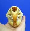 4 by 2-1/2 inches Genuine North American Porcupine Skull for Sale (has a golden tint) - You are buying this one for<font color=red> $42.99</font> Plus $7.50 1st Class Mail