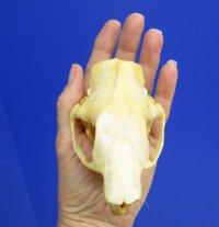 4 by 2-1/2 inches Genuine North American Porcupine Skull for Sale (has a golden tint) for $42.99