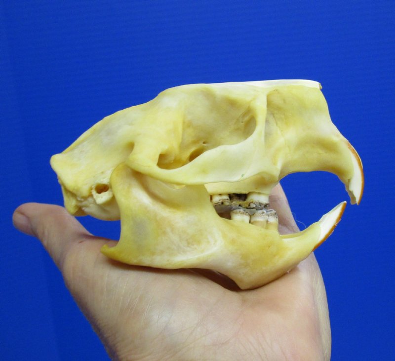 4 by 21/2 inches Genuine North American Porcupine Skull for Sale