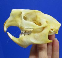4 by 2-1/2 inches Genuine North American Porcupine Skull for Sale (has a golden tint) for $42.99