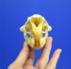 3-3/4 by 2-1/4 inches North American Porcupine Skull for Sale (has a golden tint) - You are buying this one for <font color=red>$42.99</font> Plus $7.50 1st Class Mail