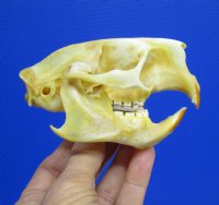 3-3/4 by 2-1/4 inches North American Porcupine Skull for Sale (has a golden tint) for $42.99