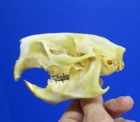 3-3/4 by 2-1/4 inches North American Porcupine Skull for Sale (has a golden tint) for $42.99