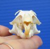 1-3/4 by 1-1/4 inches Real North American Pocket Gopher Skull for Sale - You are buying this one for $19.99