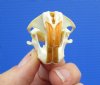 1-1/4 by 1 inches Real Pocket Gopher Skull for Sale - You ae buying this one for $19.99