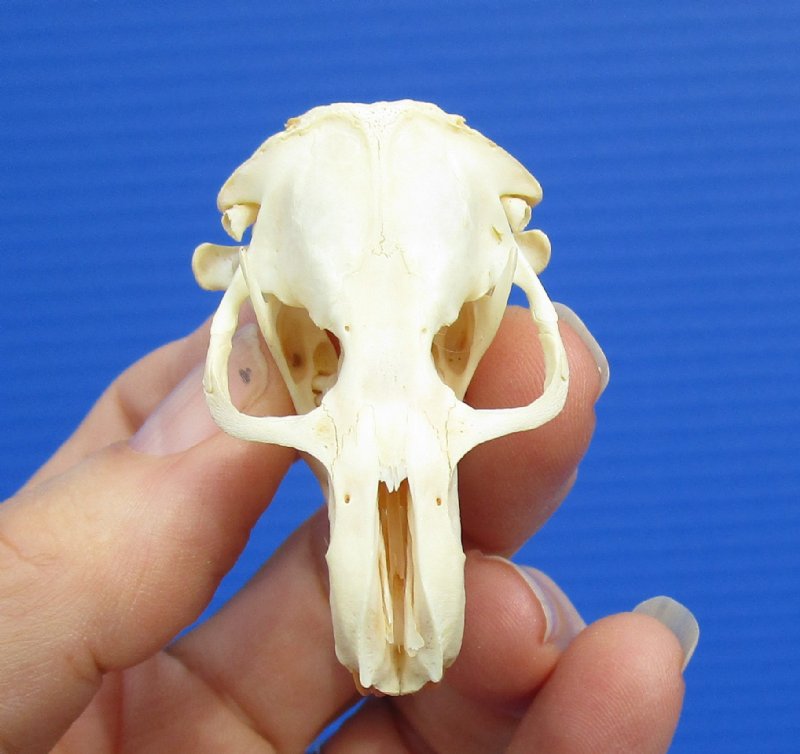 11/4 by 1 inches Real Pocket Gopher Skull for Sale