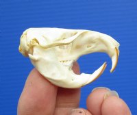 1-1/4 by 1 inches Real Pocket Gopher Skull for Sale - You ae buying this one for $19.99