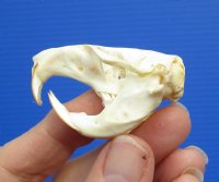 1-1/4 by 1 inches Real Pocket Gopher Skull for Sale - You ae buying this one for $19.99