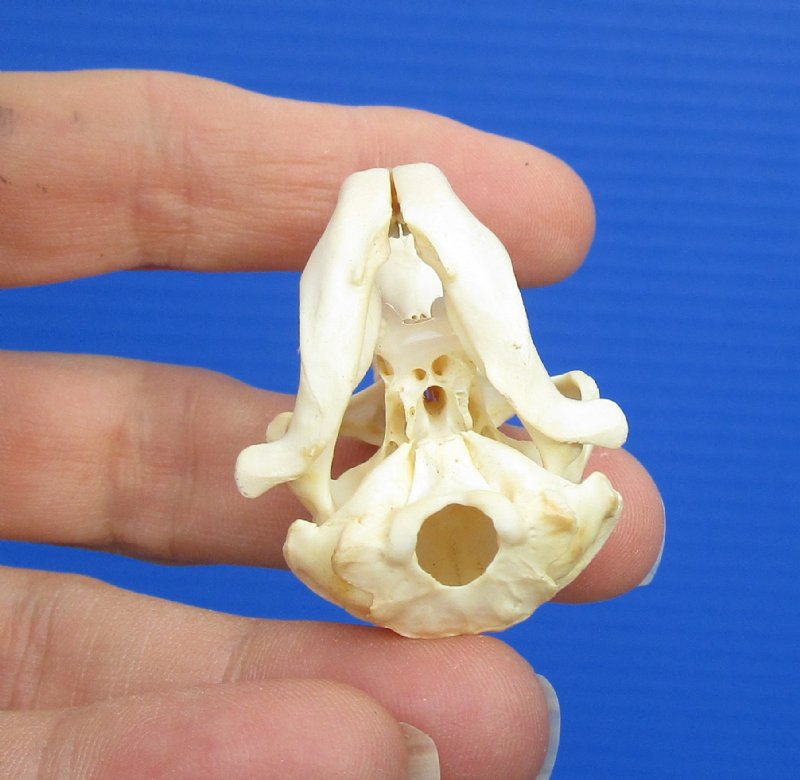 11/4 by 1 inches Real Pocket Gopher Skull for Sale