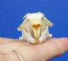 1-1/8 by 1-1/8 inches Authentic Pocket Gopher Skull for Sale - You are buying this one for $19.99