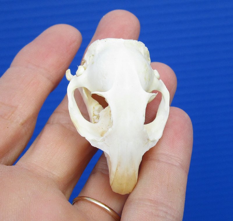 11/8 by 11/8 inches Authentic Pocket Gopher Skull for Sale