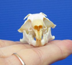 1-1/8 by 1-1/8 inches Authentic Pocket Gopher Skull for Sale - You are buying this one for $19.99