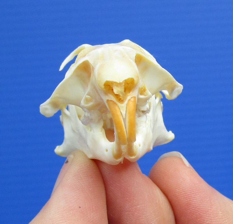 15/8 by 11/8 inches North American Pocket Gopher Skull for Sale