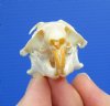 1-5/8 by 1-1/8 inches North American Pocket Gopher Skull for Sale - You are buying this one for $19.99