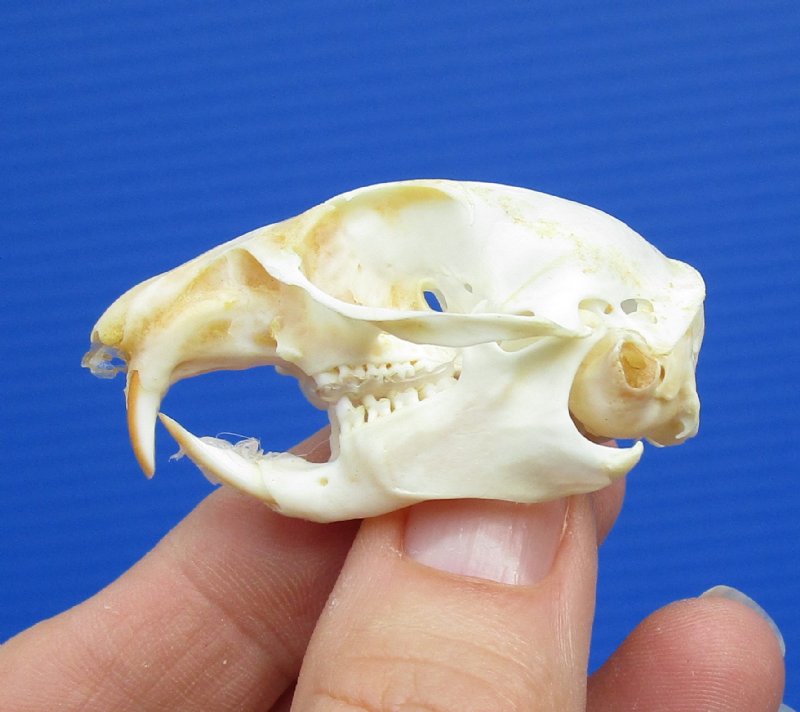 Home & Living Home Décor Taxidermy & Curiosities Pocket Gopher Skull