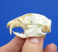 1-5/8 by 1-1/8 inches North American Pocket Gopher Skull for Sale - You are buying this one for $19.99