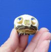 2 by 1-1/4 inches River Cooter Turtle Skull for Sale - You are buying this one for <font color=red>$22.99</font> (Plus $6.50 1st Class Mail)