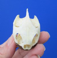 2 by 1-1/4 inches River Cooter Turtle Skull for Sale for $22.99