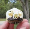 2 by 1-1/4 inches Real River Cooter Turtle Skull for Sale - You are buying this one for $22.99 <font color=red>Plus $6.50 1st Class Mail Shipping </font>