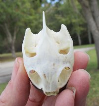 2 by 1-1/4 inches Real River Cooter Turtle Skull for $22.99