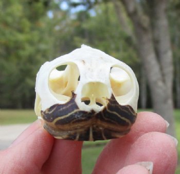2 by 1-1/4 inches Real River Cooter Turtle Skull for $22.99