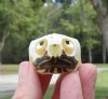 2 by 1-1/4 inches River Cooter Turtle Skull for Sale - You are buying this one for <font color=red>$22.99</font> Plus $7.00 1st Class Mail