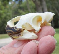 2 by 1-1/4 inches River Cooter Turtle Skull for Sale - You are buying this one for $22.99