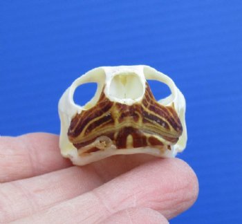 1-7/8 by 1-1/4 inches River Cooter Turtle Skull for Sale for $22.99