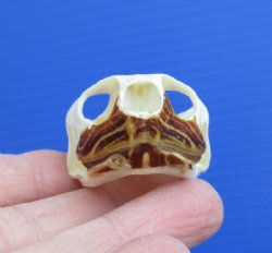 1-7/8 by 1-1/4 inches River Cooter Turtle Skull for Sale for $22.99