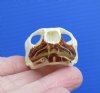 1-7/8 by 1-1/4 inches River Cooter Turtle Skull for Sale - You are buying this one for <font color=red>$22.99</font> Plus $6.50 1st Class Mail