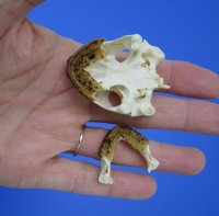 2 by 1-1/4 inches Authentic River Cooter Turtle Skull for $22.99