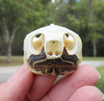 2 by 1-1/4 inches Authentic River Cooter Turtle Skull for $22.99
