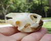 2-1/8 by 1-5/8 inches River Cooter Turtle Skull for Sale - You are buying this one for<font color=red>$22.99</font>(Plus $5.50 1st Class Mail)