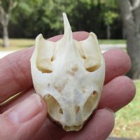 2-1/8 by 1-5/8 inches River Cooter Turtle Skull for Sale for $22.99